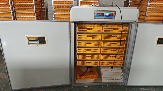 حاضنة بيض كبيرة سعة 1000 بيضة، - مراجعة Poultry Incubator وسعره