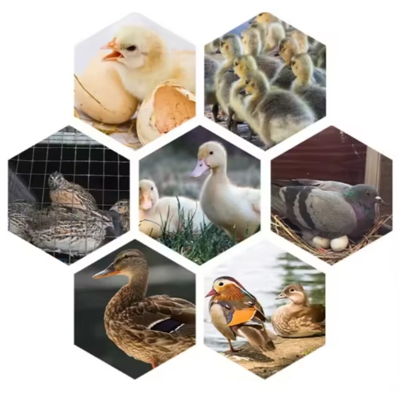آلة تفقيس بيض الدواجن تعمل بال - مراجعة Poultry Incubator وسعره